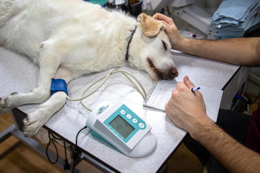 Dierenarts in Purmerend behandelt huisdier met zorg en professionele medische apparatuur